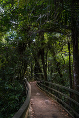 Boardwalk through Puketi forest