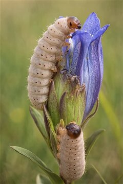 Close up of the Alcon blue caterpillars (Phengaris alcon)  on the marsh gentian in hay meadows, Hungary
