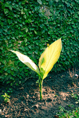 Young galangal plants growing in the soil with fresh green leaves.