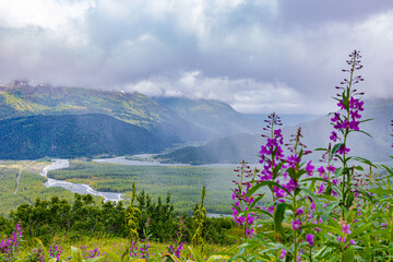 Blooming wildflowers stand in the foreground with a broad river valley and mountain slopes in the distance in Alaska. © ZL Visuals