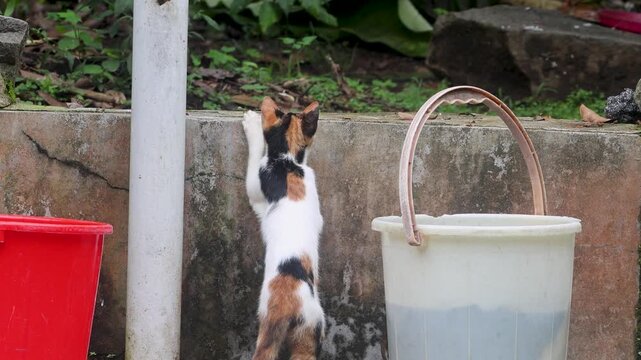 A curious domestic cat hides behind a small wall, standing on its hind legs with front paws resting on top while secretly watching birds. At the end of the clip, the cat jumps onto the wall.