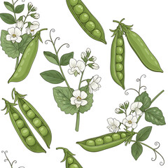 Green Peas Pods with White Flowers on White Background