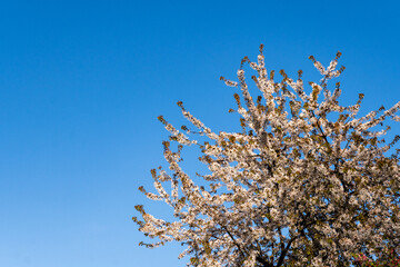 Obraz premium Bright white flowers blossoms, bloomed on branches covered with delicate leaves against blue sky