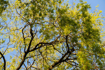 Fototapeta premium Green crowns of trees against a blue sky background, nature
