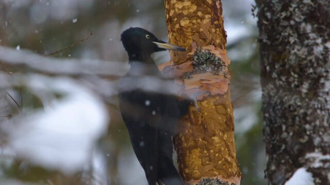 Large female Black Woodpecker (Dryocopus martius) with all-black plumage and a small red patch on its hindcrown, actively forages for carpenter ants and wood-boring beetle larvae on the side of a larg