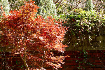 Fototapeta premium 神戸布引ハーブ園の晩秋の花と紅葉