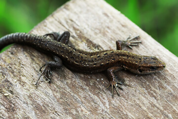 Wild European Lizard on Rustic Wood Surface Surrounded by Nature