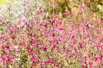 Obraz premium 神戸布引ハーブ園の晩秋の花と紅葉