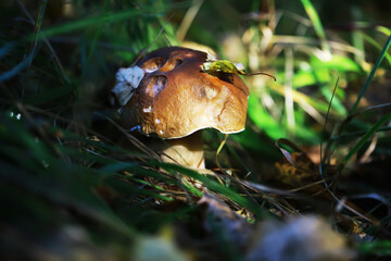 Moody Forest Mushroom with Leaf in Natural Sunlight and Vibrant Greenery
