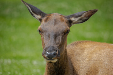 Fototapeta premium Elk in Yellowstone National Park