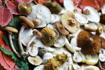 Assorted Wild Mushrooms on Autumn Leaves: Nature's Bounty in Vibrant Fall Colors