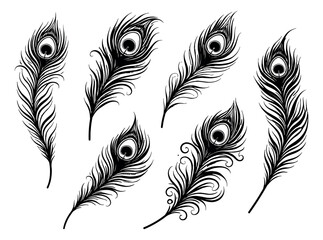 Obraz premium Hand drawn line art peacock feather set featuring various decorative designs for elegant artistic projects