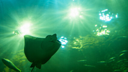 Stingray swimming underwater with sunlight rays shining through green ocean water. Concept of marine life, freedom, nature, underwater world, ocean ecosystem and environmental conservation.