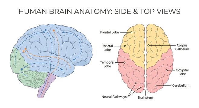 Brain Anatomy Illustrated: An intricate illustration providing side and top views of the human brain's anatomy, highlighting key areas, neural pathways, and their functions