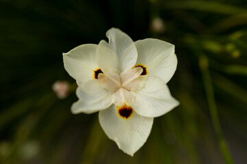 Flower beauty feels pure calm. Flower beauty feels soft harmony. Flower beauty feels natural balance. Flower beauty feels delicate grace.