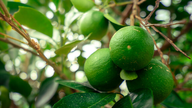 Fresh Green Sunkist Limes Growing on Tree Branch in Garden