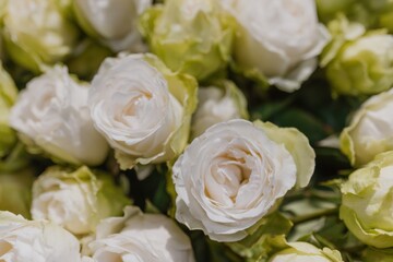 Fototapeta premium Tightly Packed White Roses and Green Foliage in Full Frame Top View for Romantic Gift Marketing and Wedding Stationery Background with Soft Natural Light