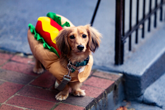 Funny dog wearing hotdog costume. Cute dog dressed for playful walk. Adorable dog portrait with creative outfit. Cheerful dog in humorous costume.