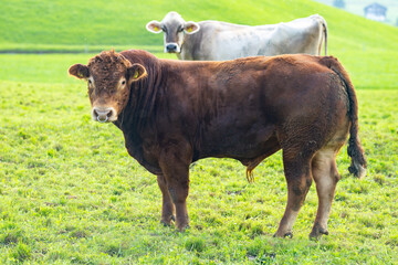 Strong bull standing on green pasture. Healthy bull in rural farmland. Domestic bull used for...