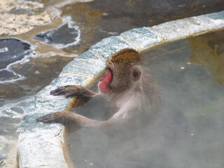 温泉でほっこり、函館熱帯植物園のニホンザル
