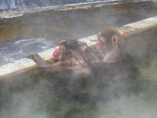 温泉でほっこり、函館熱帯植物園のニホンザル
