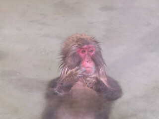 温泉でほっこり、函館熱帯植物園のニホンザル
