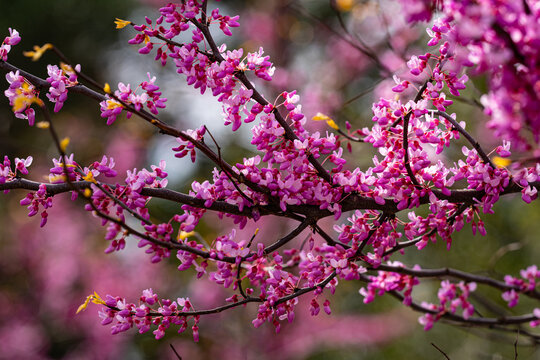 Redbud tree, Eastern redbud, Judas tree, Cercis tree, Pink redbud blossoms. Spring flower garden. Spring blossom floral. Spring natural beauty. Spring vibrant colors.