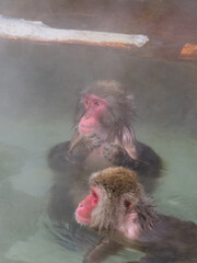 温泉でほっこり、函館熱帯植物園のニホンザル
