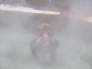 温泉でほっこり、函館熱帯植物園のニホンザル
