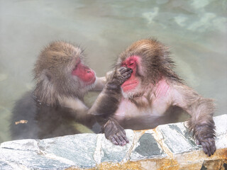 温泉でほっこり、函館熱帯植物園のニホンザル
