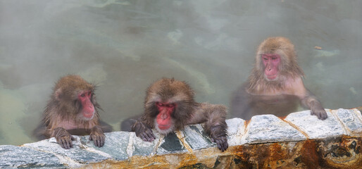 温泉でほっこり、函館熱帯植物園のニホンザル
