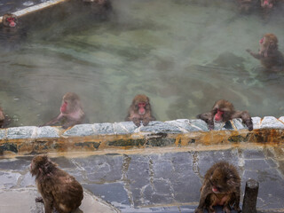 温泉でほっこり、函館熱帯植物園のニホンザル
