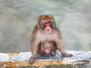 温泉でほっこり、函館熱帯植物園のニホンザル
