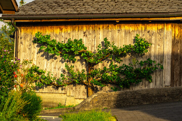 Traditional espalier technique. Decorative espalier gardening. Structured espalier growth. Classic espalier pruning.