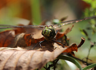 Blaugr&uuml;ne Mosaikjungfer - Southern Hawker