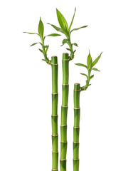 Obraz premium Green Bamboo Stalks Isolated on White Background