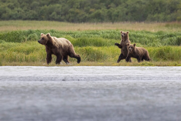 A pair of coastal brown bear cubs fishing with their mother in Katmai National Park, Alaska. © Patrick