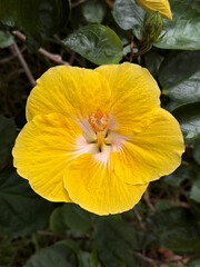 close up of yellow hibiscus flower growing on plant outdoors in the garden