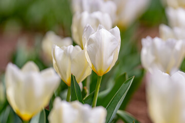 Fototapeta premium White tender tulipin the spring garden. Beautiful blooming flowers in the spring park. Select focus. Tender Spring background. Tulips, Tulipa. Blossom garden in April. Tenderness blossom nature.