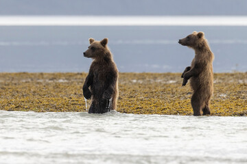 A pair of coastal brown bear cubs fishing with their mother in Katmai National Park, Alaska.