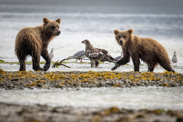A pair of coastal brown bear cubs fishing with their mother in Katmai National Park, Alaska. © Patrick