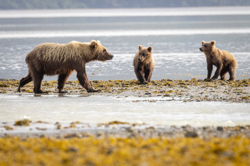 A pair of coastal brown bear cubs fishing with their mother in Katmai National Park, Alaska.