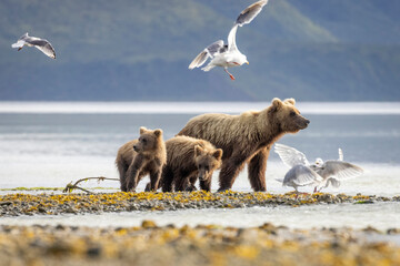 A pair of coastal brown bear cubs fishing with their mother in Katmai National Park, Alaska. © Patrick