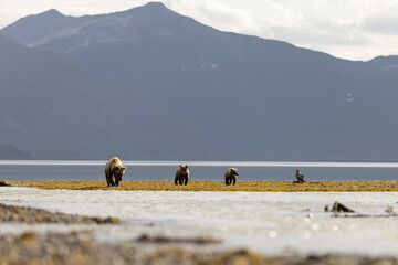 A pair of coastal brown bear cubs fishing with their mother in Katmai National Park, Alaska. © Patrick