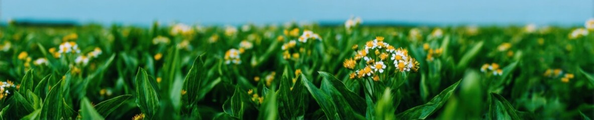 Obraz premium Botanical Adonis Aestivalis Flowers Growing in a Dense Green Field, Summer Pheasant Eye Plants for Nature Conservation Awareness and Environmental Ecology Background