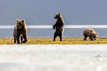 A pair of coastal brown bear cubs fishing with their mother in Katmai National Park, Alaska.
