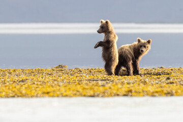 A pair of coastal brown bear cubs fishing with their mother in Katmai National Park, Alaska. © Patrick