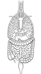 Detailed Illustration of Human Digestive System Anatomy.