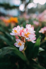 Fototapeta premium Blooming Pink and White Wildflowers in a Natural Garden Setting with Soft Morning Sunlight for Botanical , Horticultural Guides, and Seasonal Floral Backgrounds