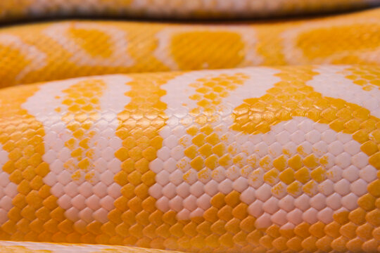 Yellow python scales close up in natural setting